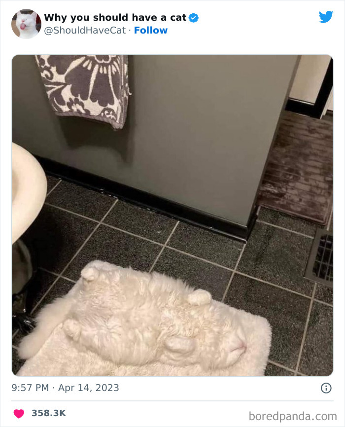 Reasons-Why-You-Should-Have-A-Cat