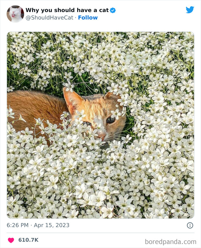 Reasons-Why-You-Should-Have-A-Cat