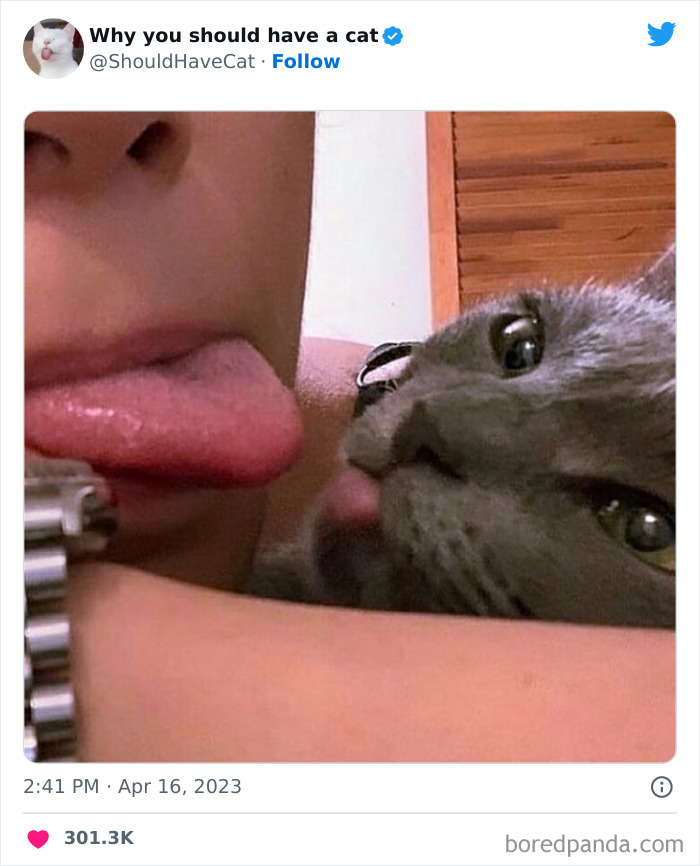 Reasons-Why-You-Should-Have-A-Cat