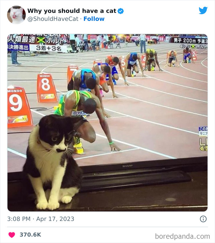 Reasons-Why-You-Should-Have-A-Cat