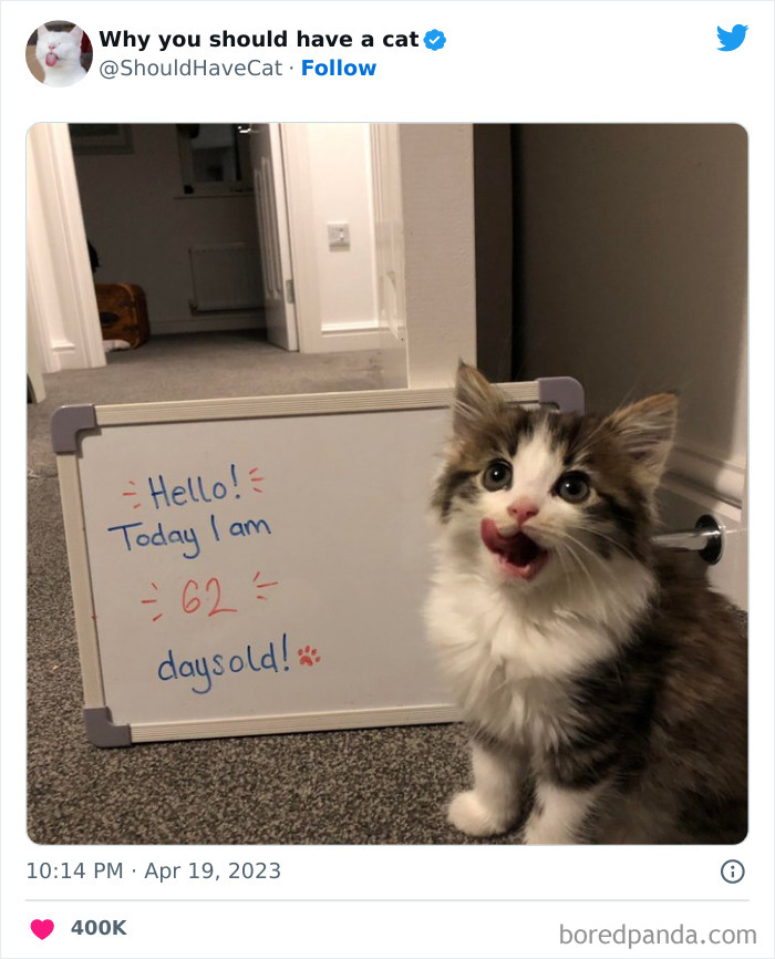 Reasons-Why-You-Should-Have-A-Cat