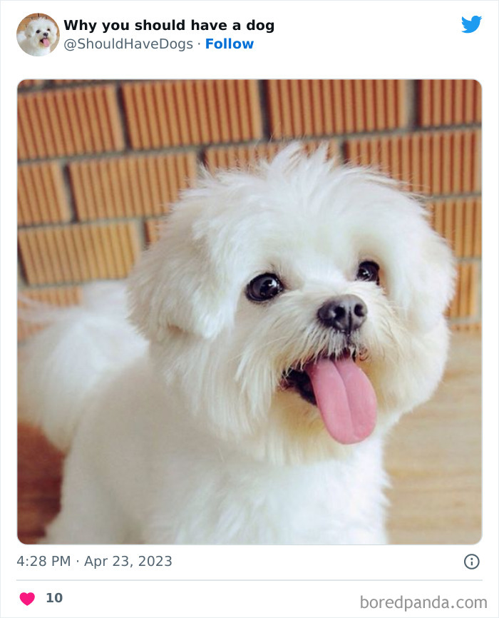 Why-You-Should-Have-A-Dog-Twitter