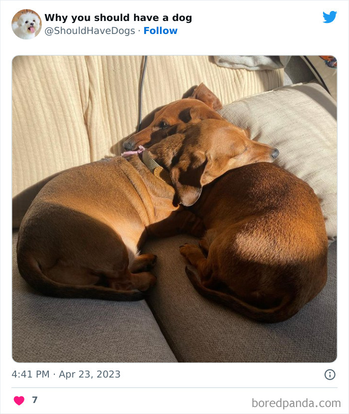 Why-You-Should-Have-A-Dog-Twitter