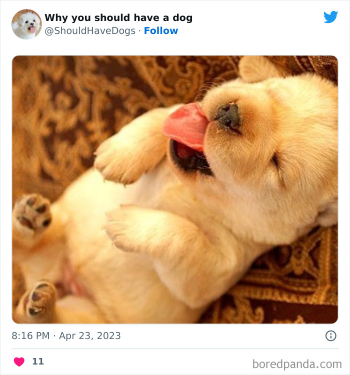 Why-You-Should-Have-A-Dog-Twitter