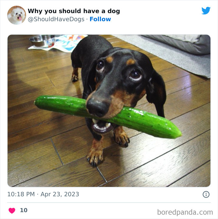 Why-You-Should-Have-A-Dog-Twitter