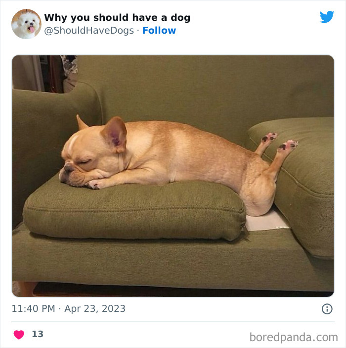 Why-You-Should-Have-A-Dog-Twitter