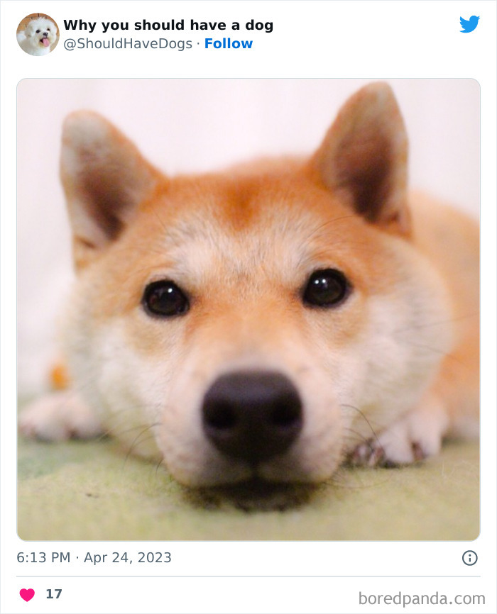 Why-You-Should-Have-A-Dog-Twitter
