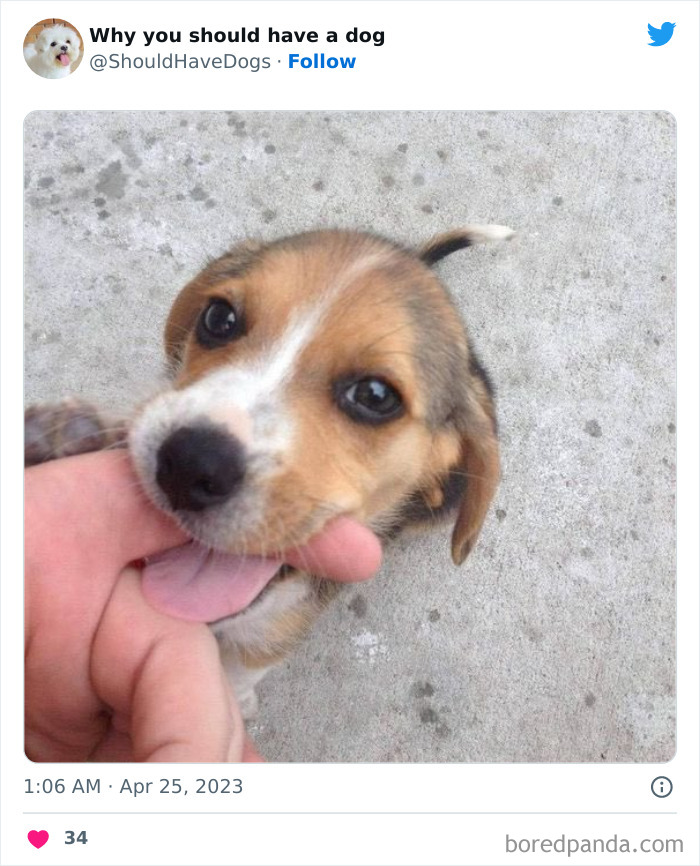 Why-You-Should-Have-A-Dog-Twitter
