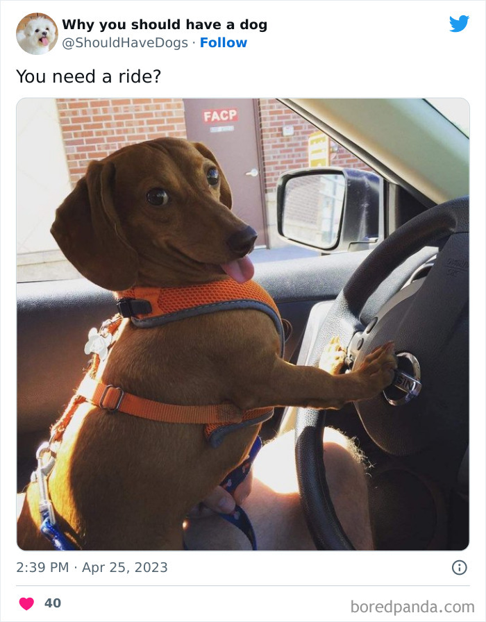 Why-You-Should-Have-A-Dog-Twitter