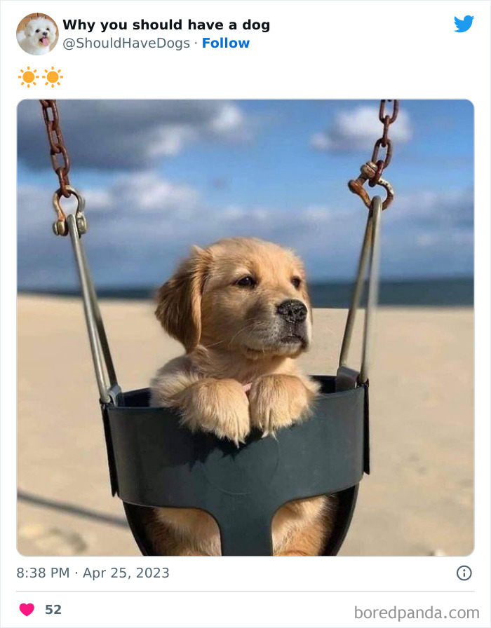 Why-You-Should-Have-A-Dog-Twitter
