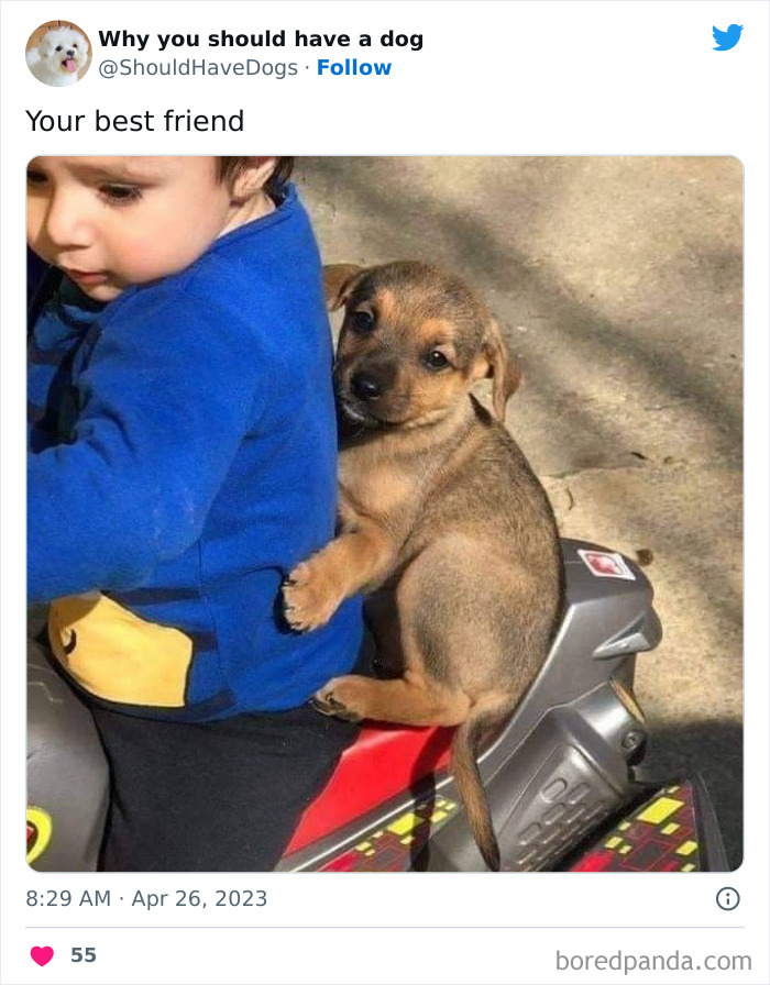 Why-You-Should-Have-A-Dog-Twitter