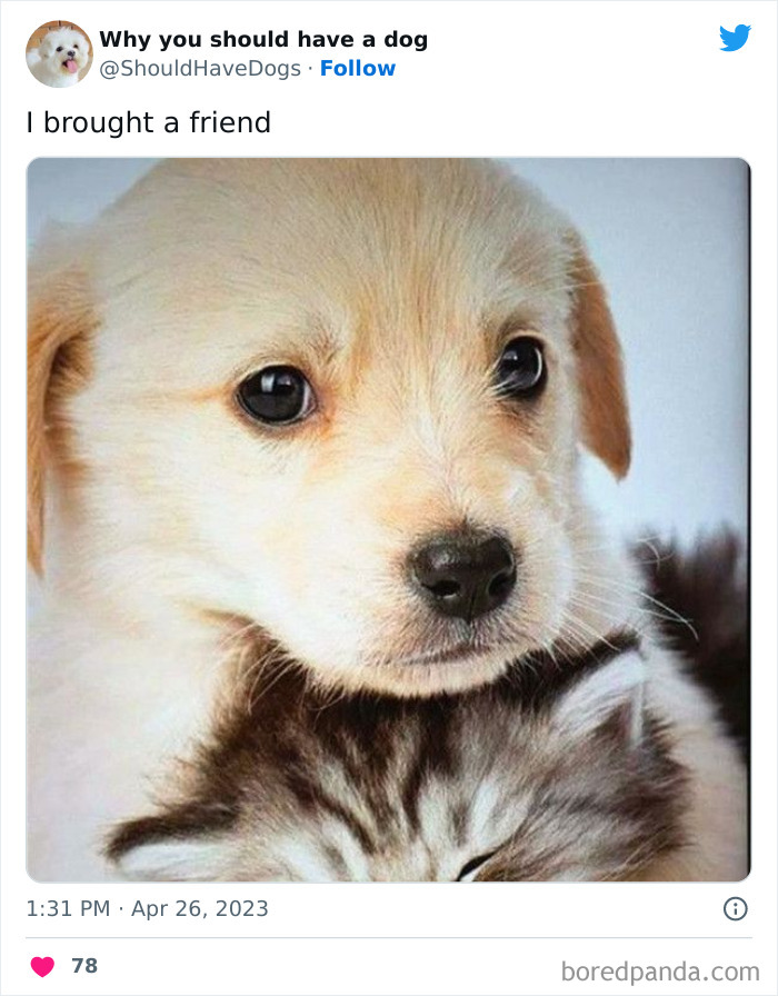 Why-You-Should-Have-A-Dog-Twitter