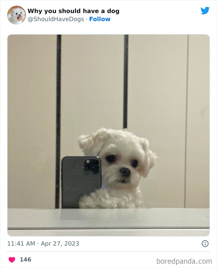 Why-You-Should-Have-A-Dog-Twitter