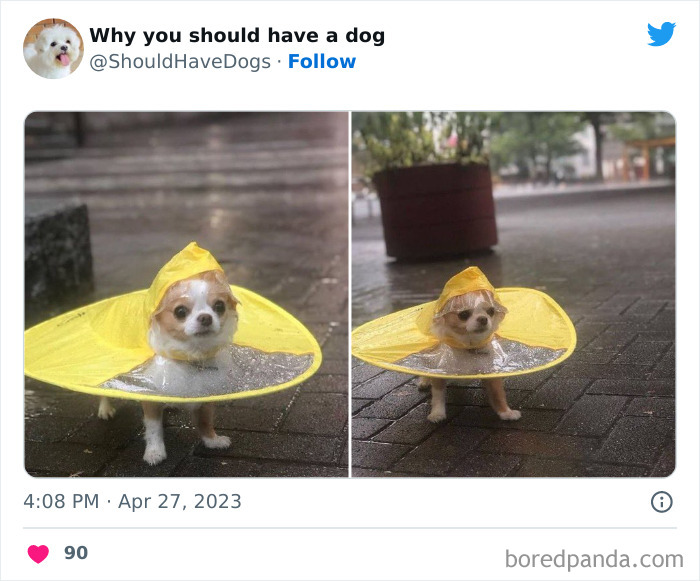 Why-You-Should-Have-A-Dog-Twitter