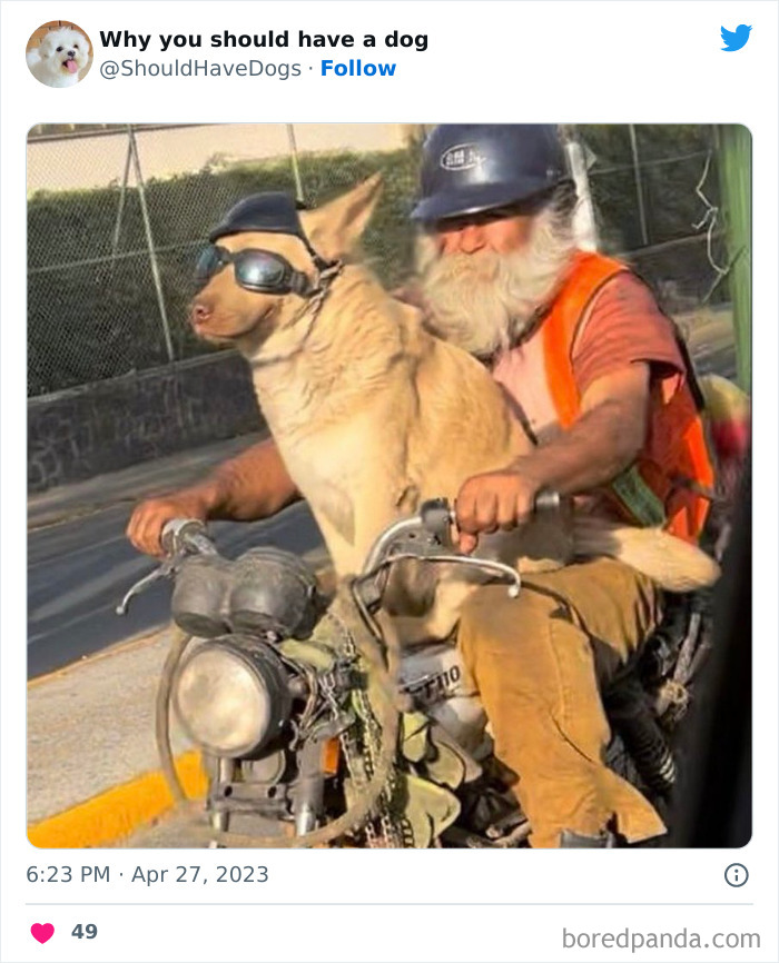 Why-You-Should-Have-A-Dog-Twitter