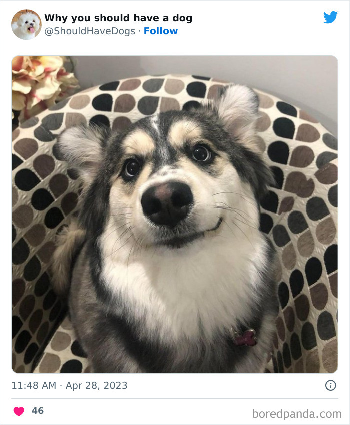 Why-You-Should-Have-A-Dog-Twitter