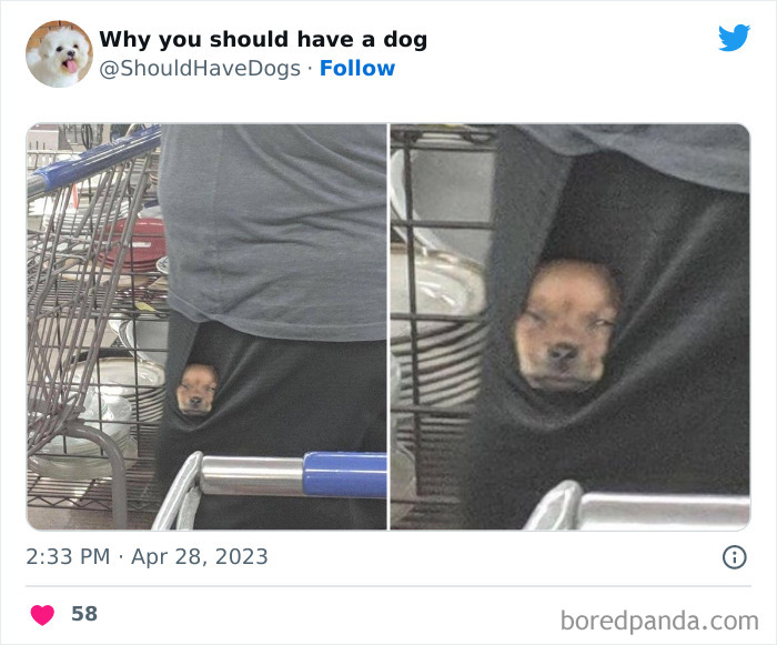 Why-You-Should-Have-A-Dog-Twitter