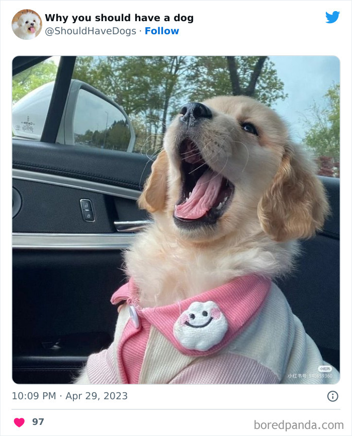 Why-You-Should-Have-A-Dog-Twitter