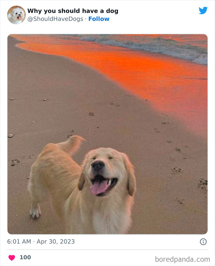 Why-You-Should-Have-A-Dog-Twitter