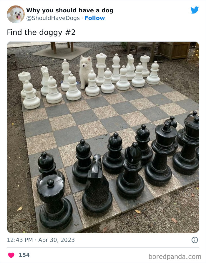 Why-You-Should-Have-A-Dog-Twitter