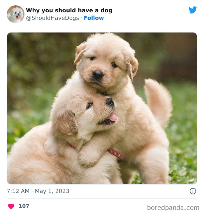 Why-You-Should-Have-A-Dog-Twitter