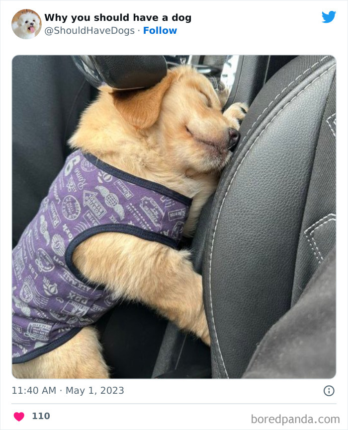 Why-You-Should-Have-A-Dog-Twitter