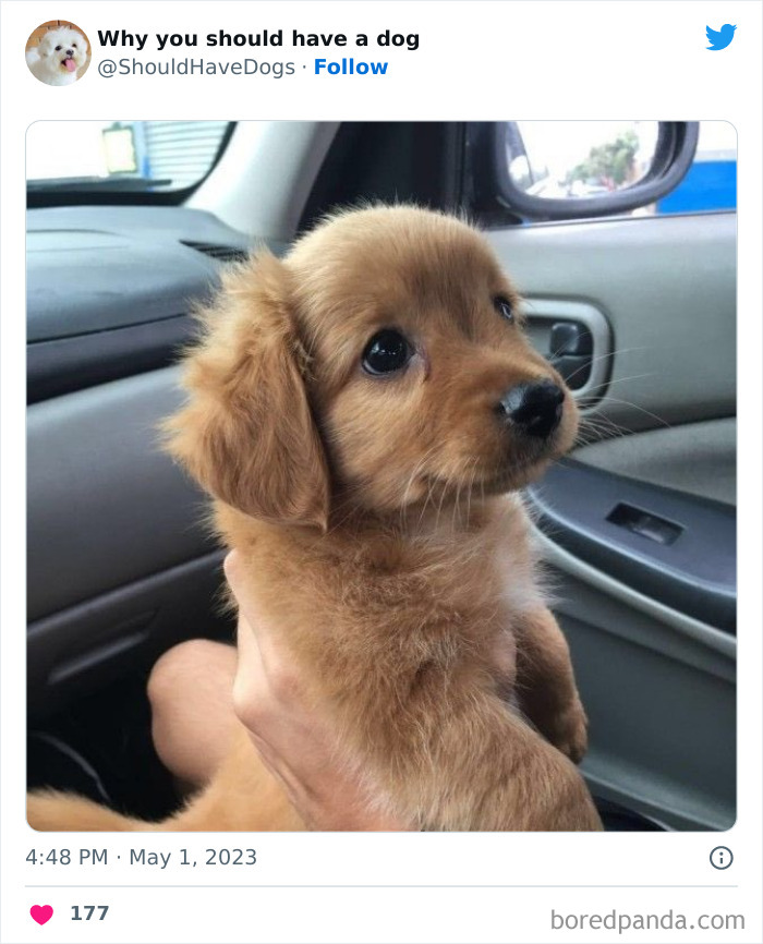 Why-You-Should-Have-A-Dog-Twitter