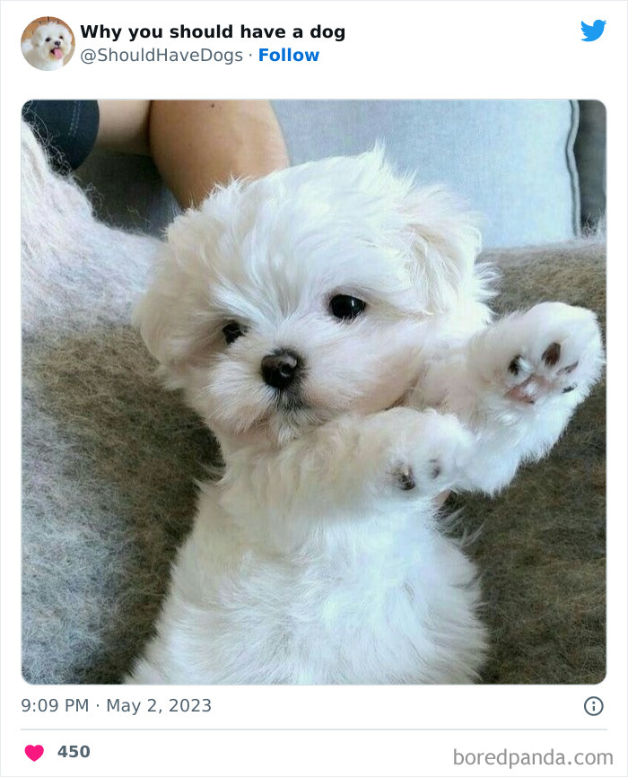 Why-You-Should-Have-A-Dog-Twitter
