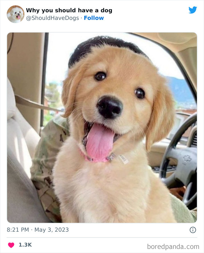Why-You-Should-Have-A-Dog-Twitter