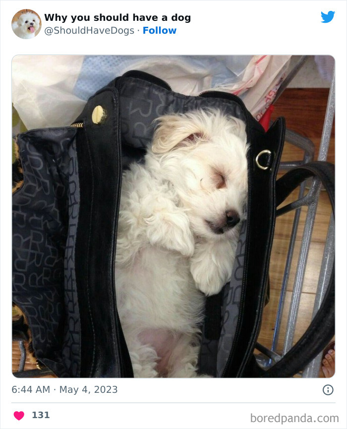 Why-You-Should-Have-A-Dog-Twitter