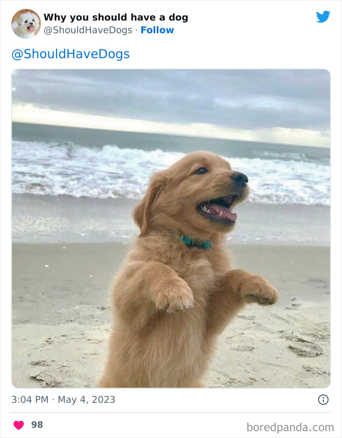 Why-You-Should-Have-A-Dog-Twitter