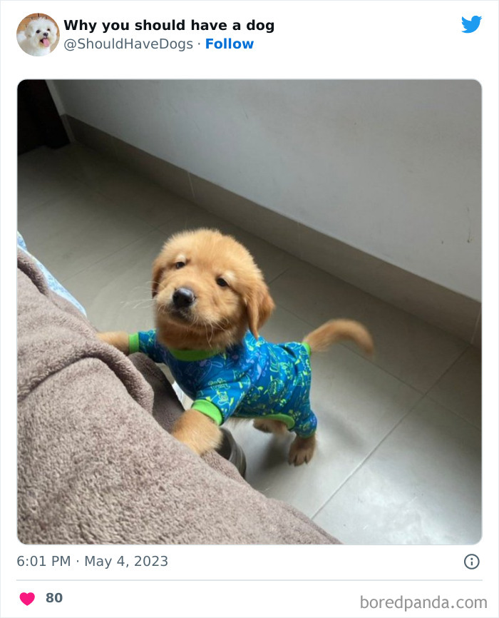 Why-You-Should-Have-A-Dog-Twitter