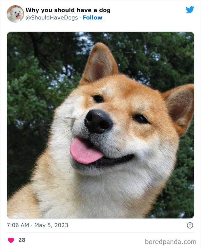 Why-You-Should-Have-A-Dog-Twitter
