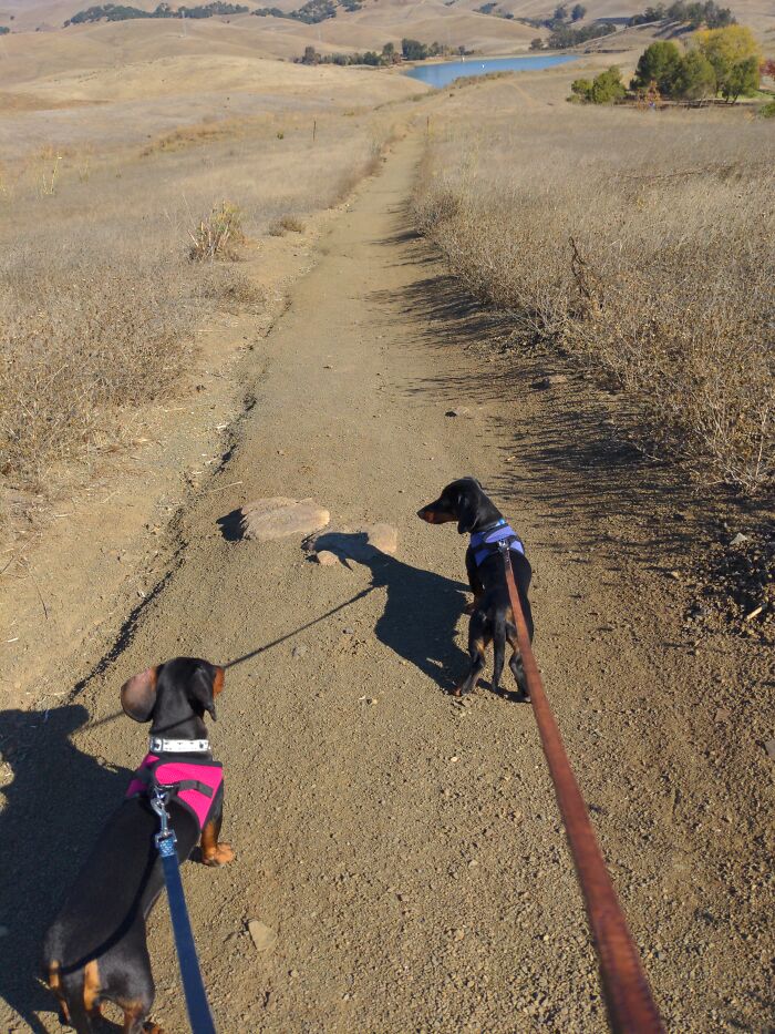 On A Trail With My Pups!