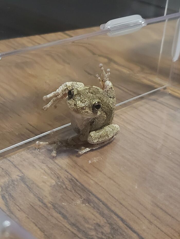 This Little Fella Somehow Got Himself Stuck Between The Screen And Door On Our 2nd Floor Balcony