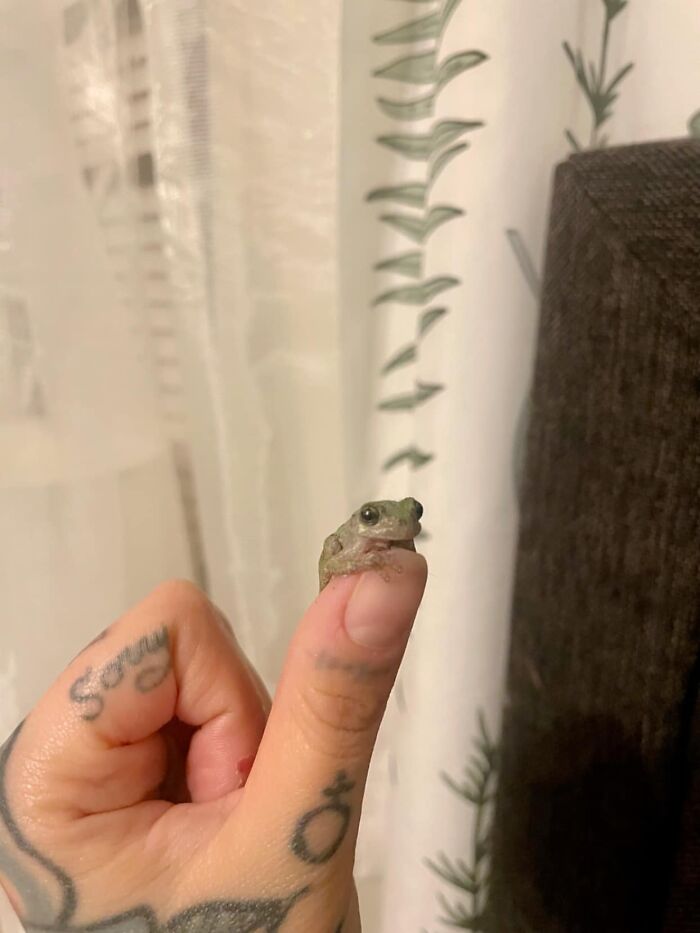 I Left My Window Open While It Stormed Earlier And Just Found This Tiny Little Intruder In My Closet. Surprise Closet Frogs Are The Best