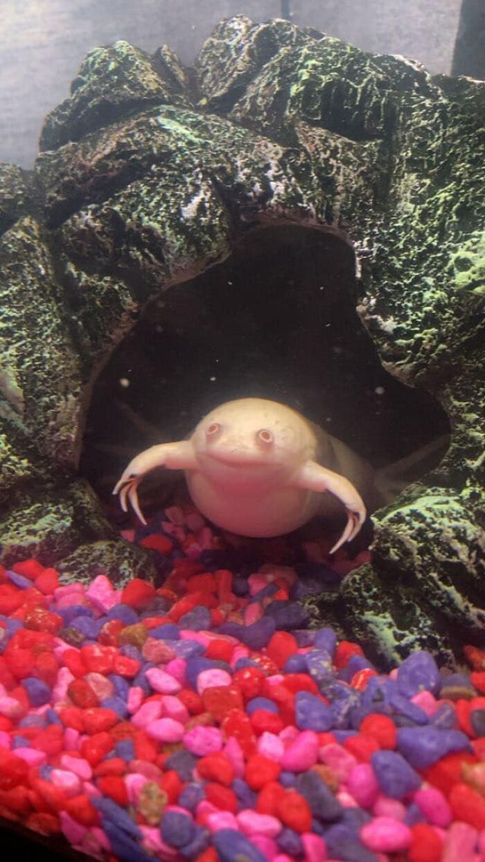 My Albino African Clawed Frog Edward Scissor Hands