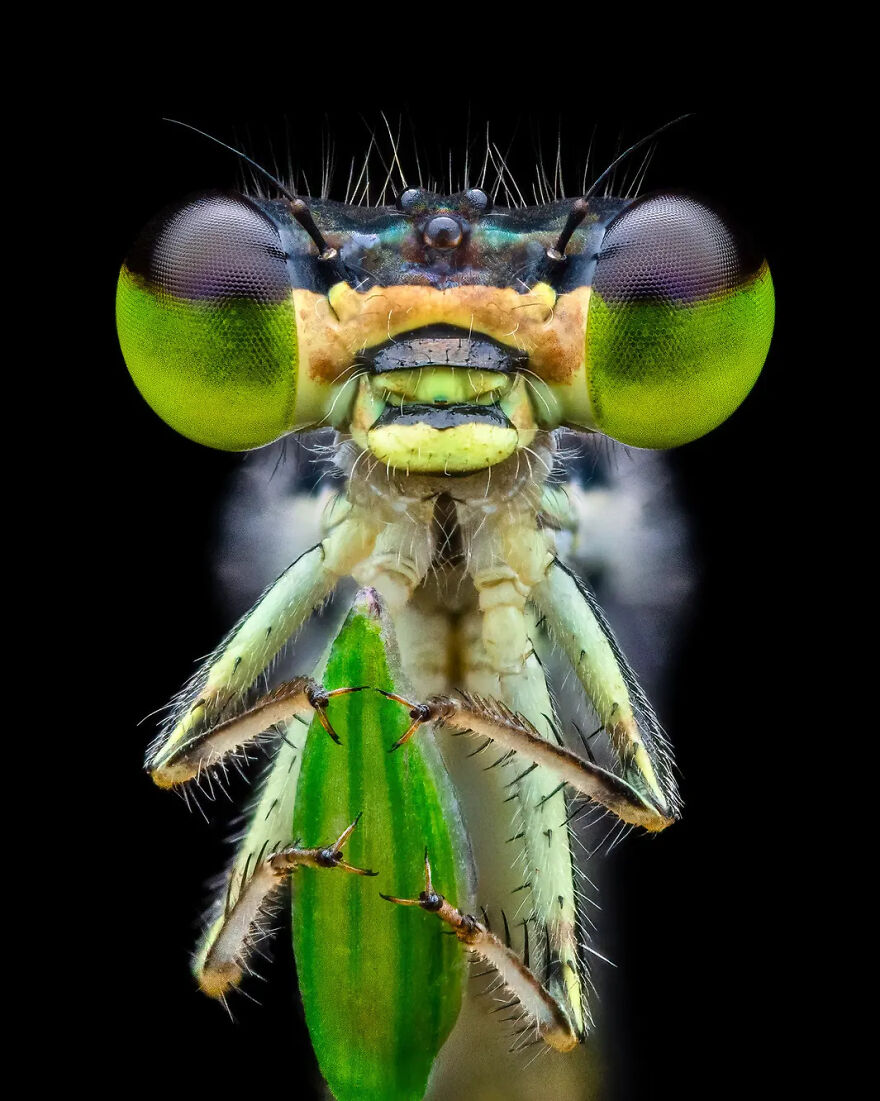 Photograph By Benjamin Salb/Royal Entomological Society