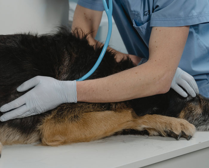 &ldquo;A Dog Is Not The Same As A Husband&rdquo;: Woman Loses Patience With Her Sister For Nonstop Comparisons Of Their Losses