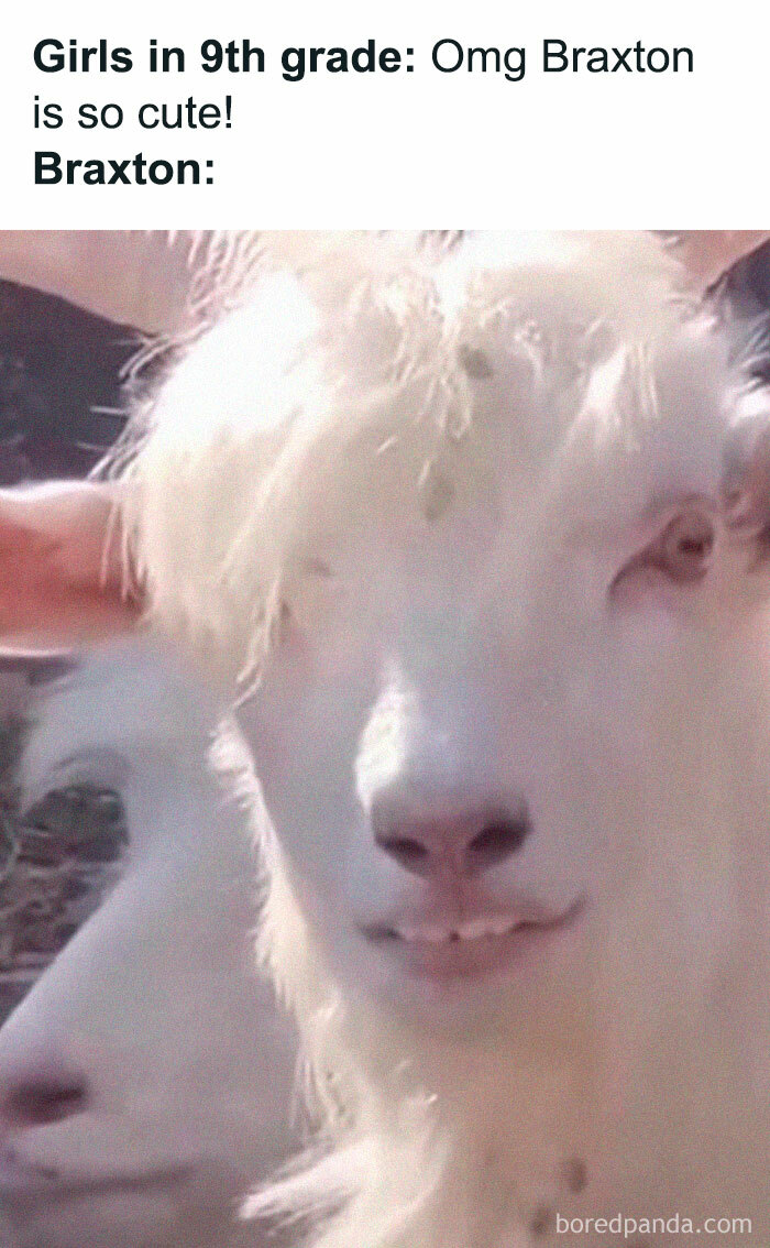 Funny animal meme with a goat making a silly face, captioned humor about high school crushes.