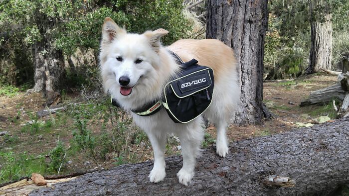 My Favorite Hiking Partner (R.i.p. 01/14/2023)