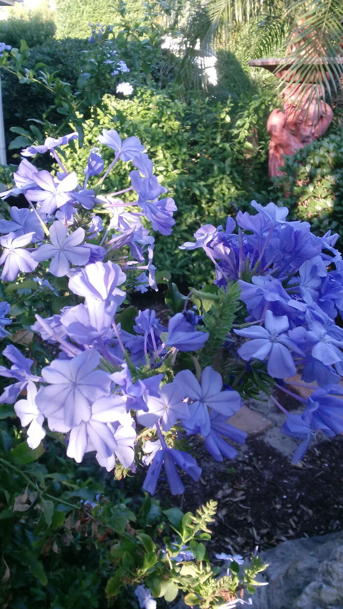 My Plumbago