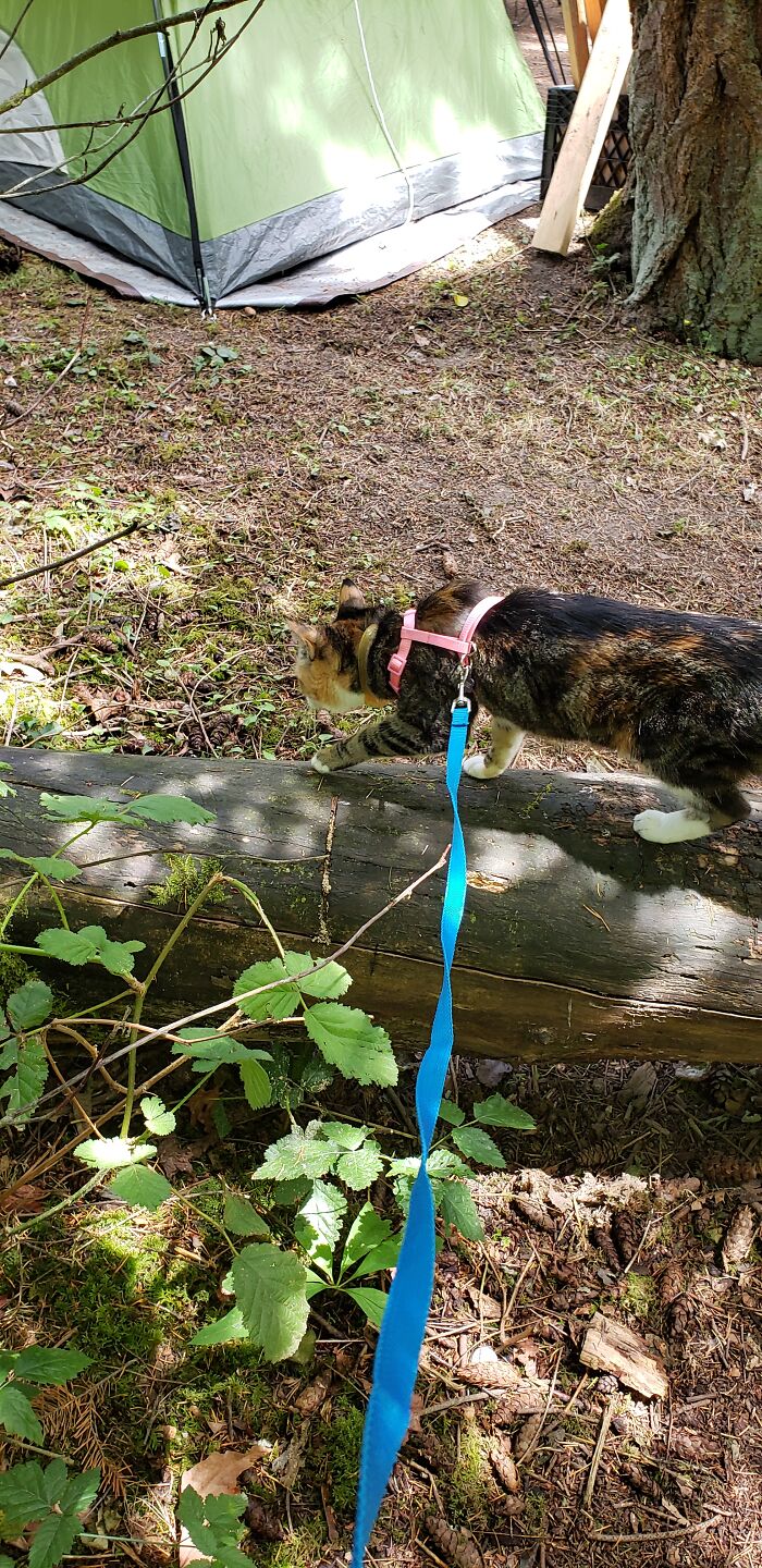 Mischief While Camping