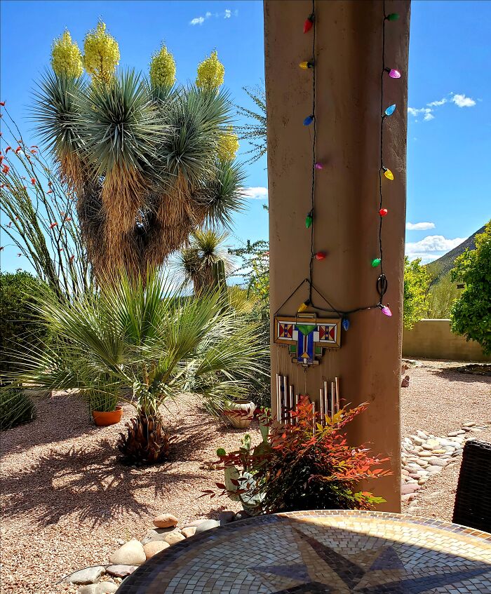 Looking Out My Patio Door. Tucson, Az
