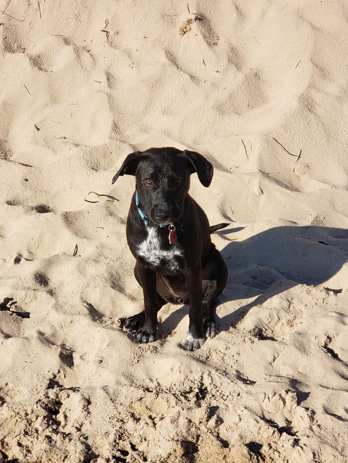 Greta’s First Trip To Lake Michigan