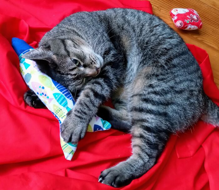 Rumpleteezer Was Duct Taped In A Box With Her 4 Kittens