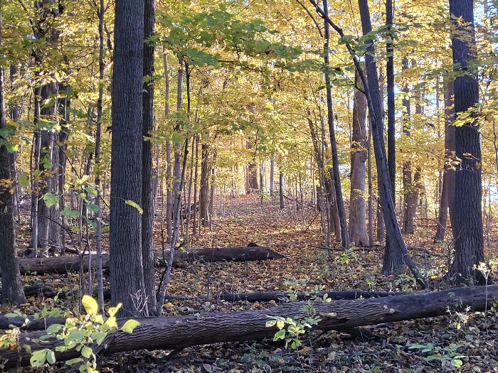 A Northern Ohio Woods