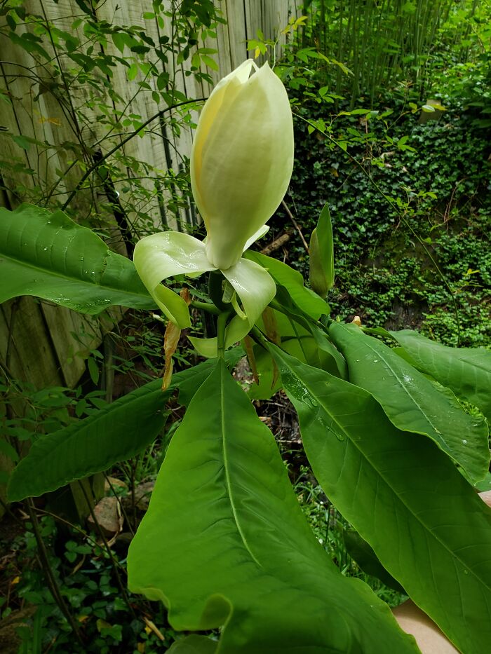 About To Break Open!