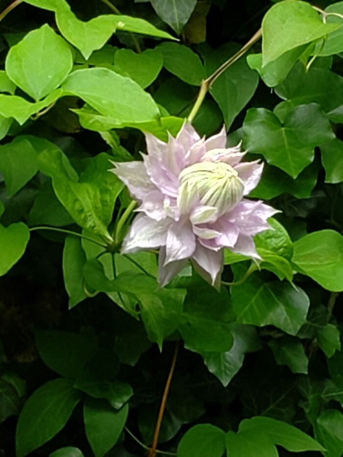 Clematis Vine