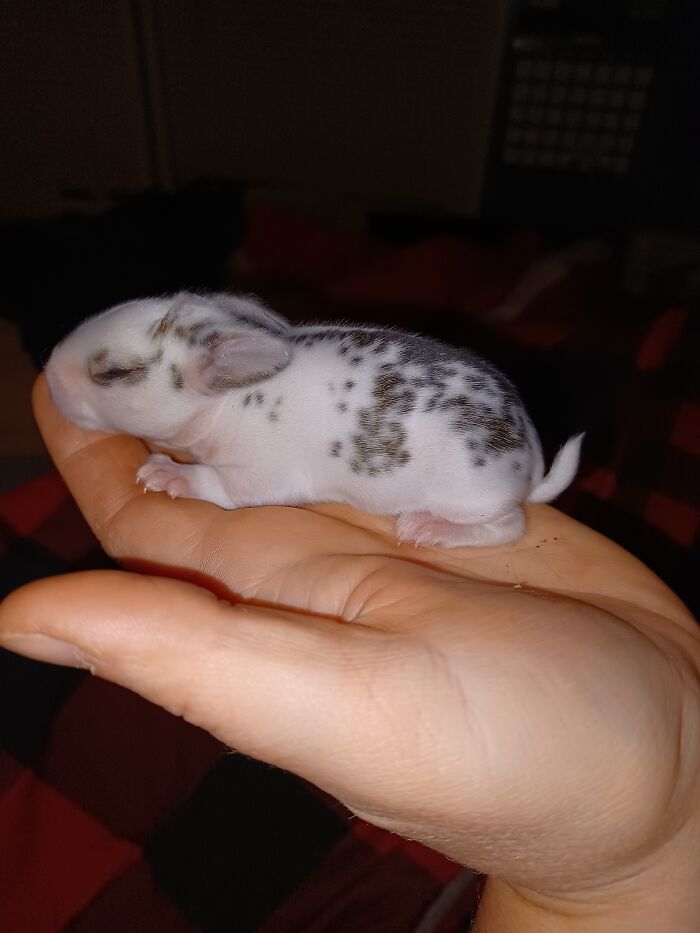 Baby Bunny